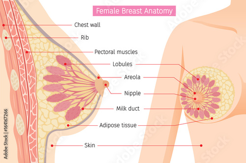 Obraz na plátne Cross Section Of Female Breast Anatomy, Mammary, Boob, Body, Organs, Physical, S