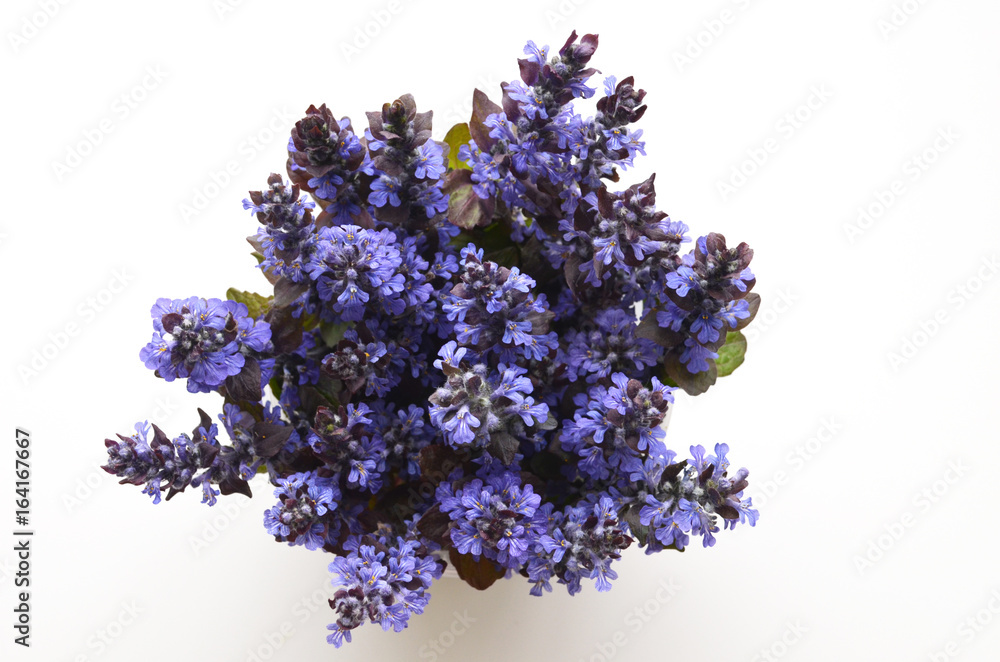 Obraz premium Cute bouquet of summer spring flowers.