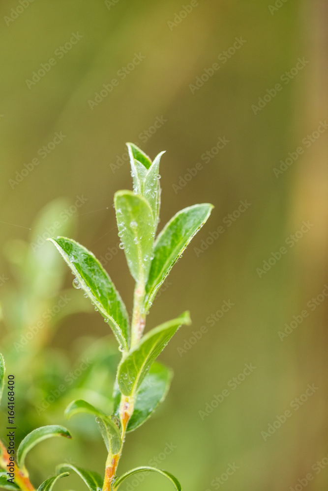 Beautiful, fresh, vibrant leaves of a bog myrtle after the rain. Shallow depth of field closeup macro photo. Beautiful, fresh, vibrant leaves of a bog myrtle after the rain. Shallow depth of field closeup macro photo.