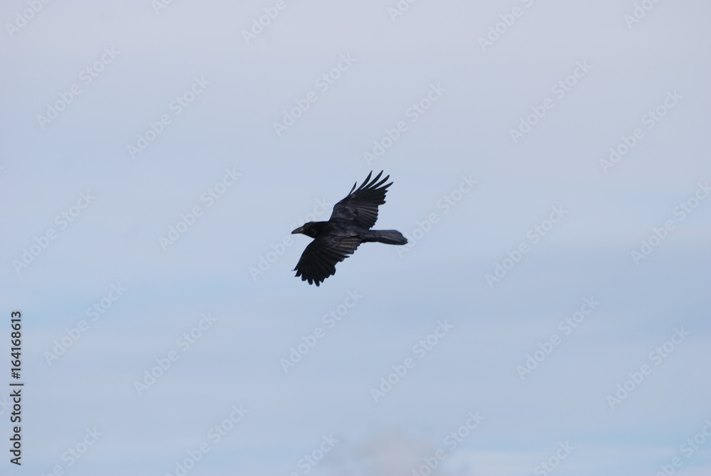 Obraz premium Corvus Corax