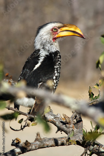 The southern yellow-billed hornbill  Tockus leucomelas  sitting on the branch portrait