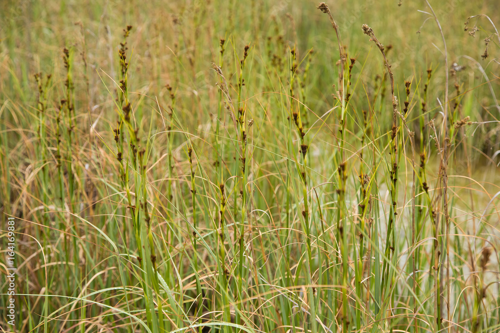 A beautiful sedges growing in a marsh after the rain in summer. Shallow depth of field closeup macro photo. A beautiful sedges growing in a marsh after the rain in summer. Shallow depth of field closeup macro photo.