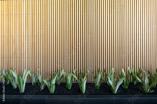 wall wood texture and plants