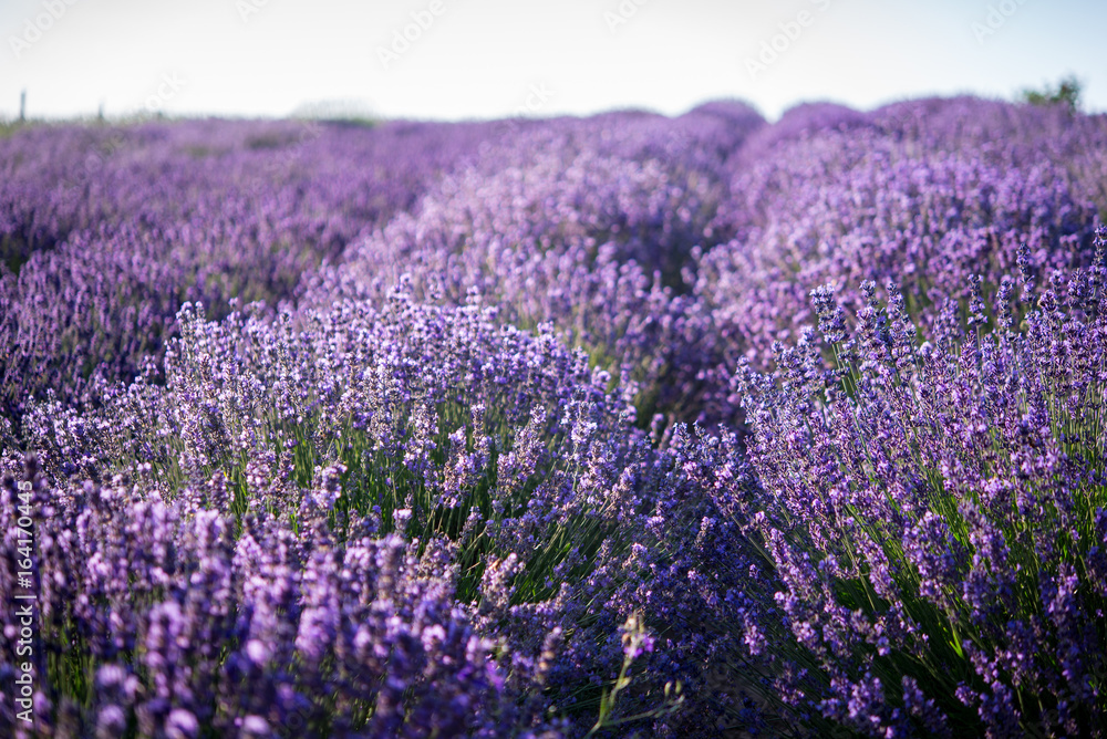 Purple Lavender field