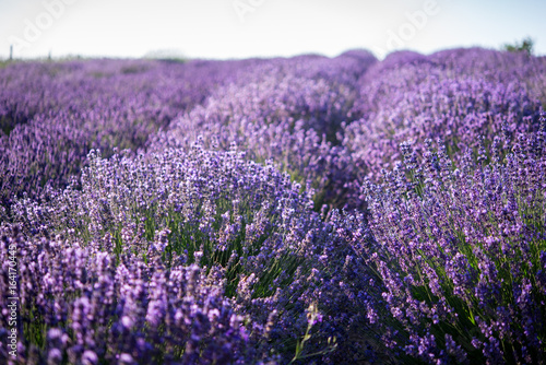 Purple Lavender field