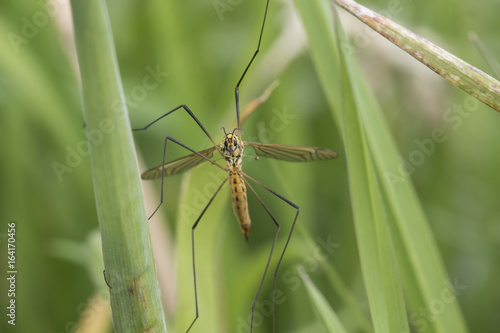 tiger cranefly