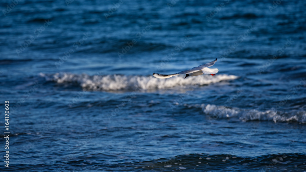 Möwe fliegt übers Meer Möwe fliegt übers Meer