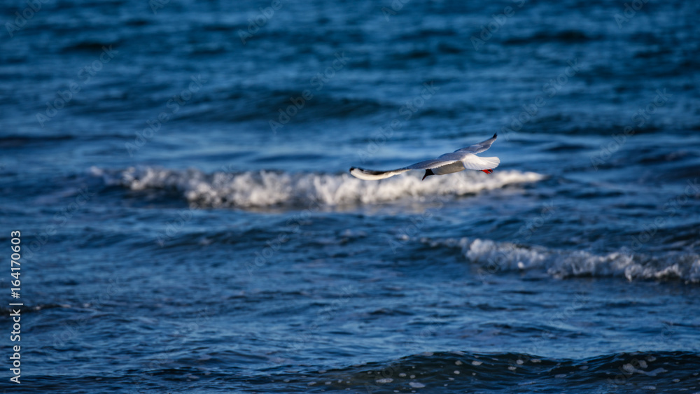 Möwe fliegt übers Meer