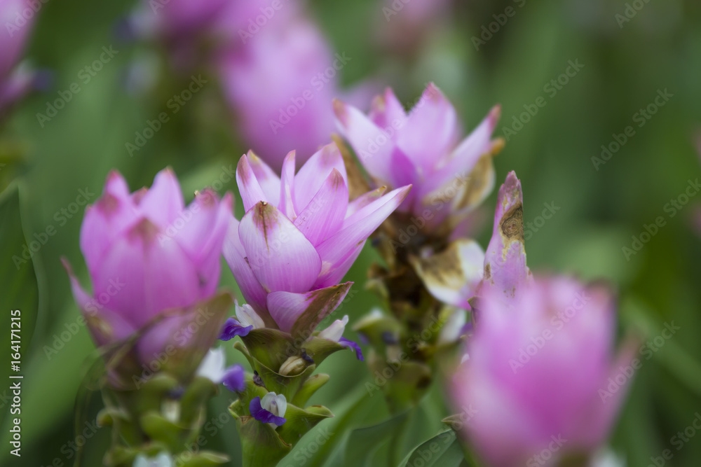 chaiyaphum flower chaiyaphum flower
