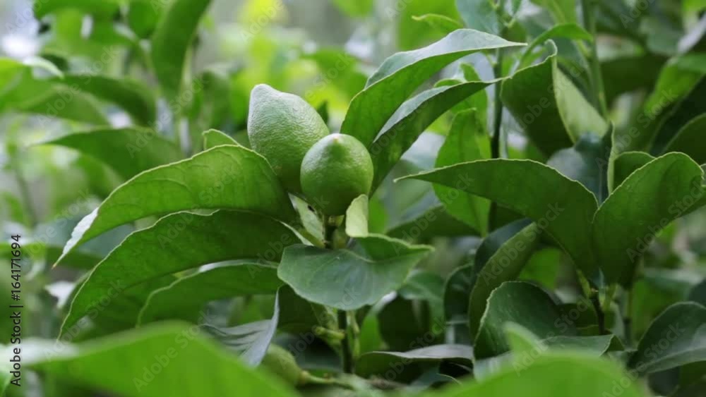 Green lemons on the tree. Lemons against the background of green leaves. Lemons grow on a tree. Green lemons on the tree. Lemons against the background of green leaves. Lemons grow on a tree.