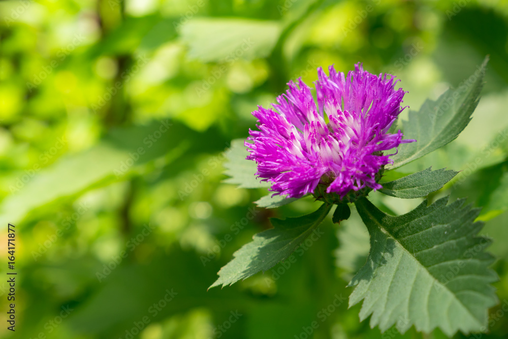 fresh purple flowers fresh purple flowers