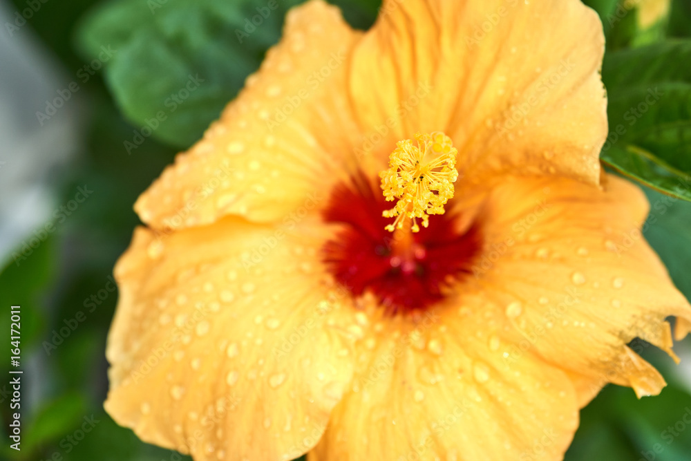 Amazing flowers in the nature in Dalat, Vietnam. Amazing flowers in the nature in Dalat, Vietnam.