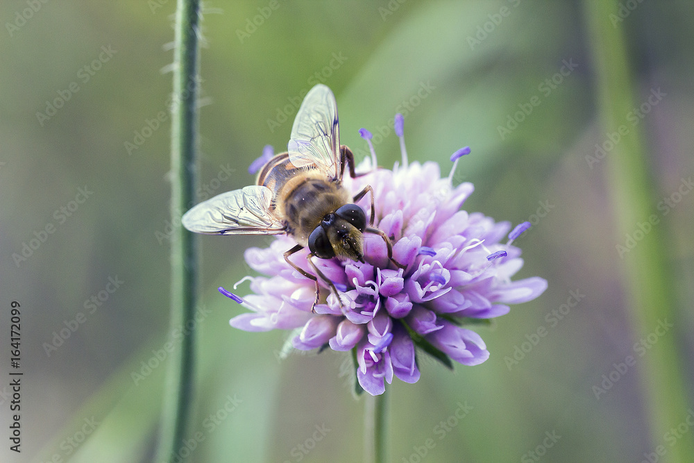 Hoverfly on pink flower Knautia arvensis Hoverfly on pink flower Knautia arvensis