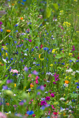 Bunte Wildblumenwiese