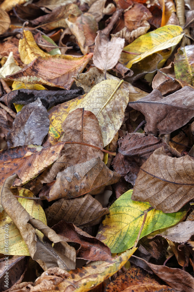 Leaves On The Ground