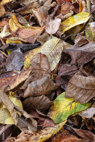 Leaves On The Ground