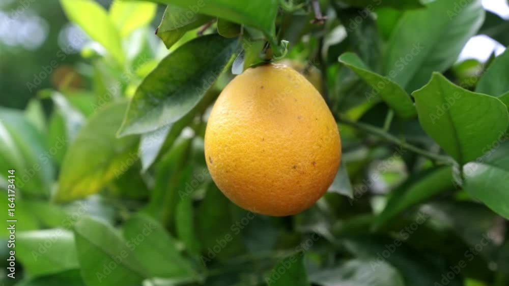 Mature juicy orange on a tree. Orange tree with fruits. Orange on a background of green leaves. Mature juicy orange on a tree. Orange tree with fruits. Orange on a background of green leaves.