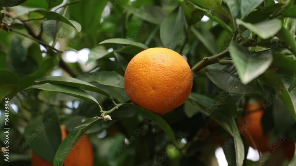 Orange trees with fruits on plantation. Oranges on a tree. Orange trees with fruits on plantation. Oranges on a tree.