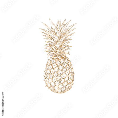 Pineapple sketch vector illustration. Pineapple yellow hand drawing.