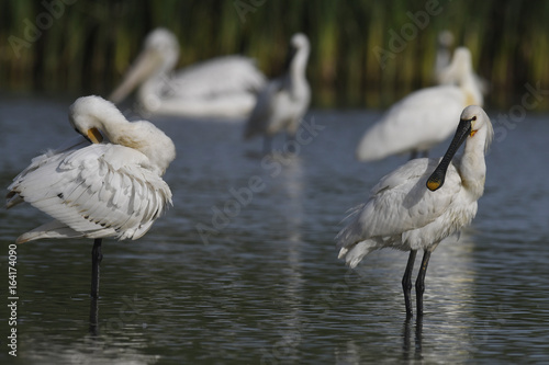 Löffler (Platalea leucorodia) - Eurasian spoonbill photo