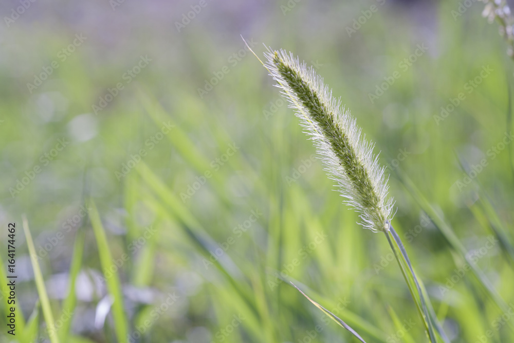 spica in green summer grass background, floral sunny backdrop, field closeup wallpaper