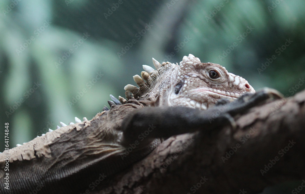 Obraz premium Lesser Antillean Iguana (Iguana delicatissima)