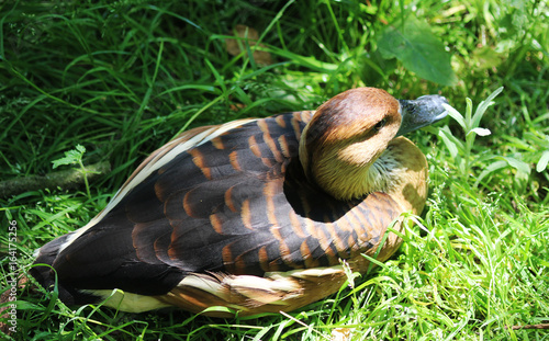The fulvous whistling duck (Dendrocygna bicolor)