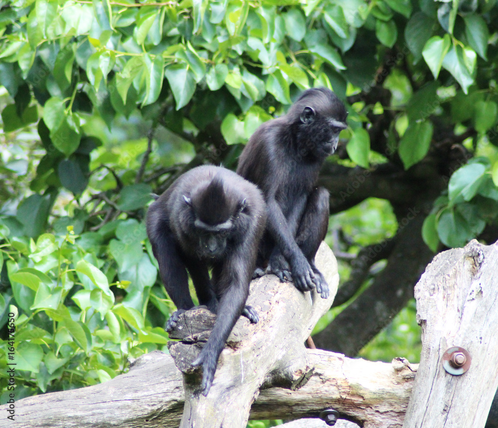 The Celebes crested macaque (Macaca nigra) The Celebes crested macaque (Macaca nigra)