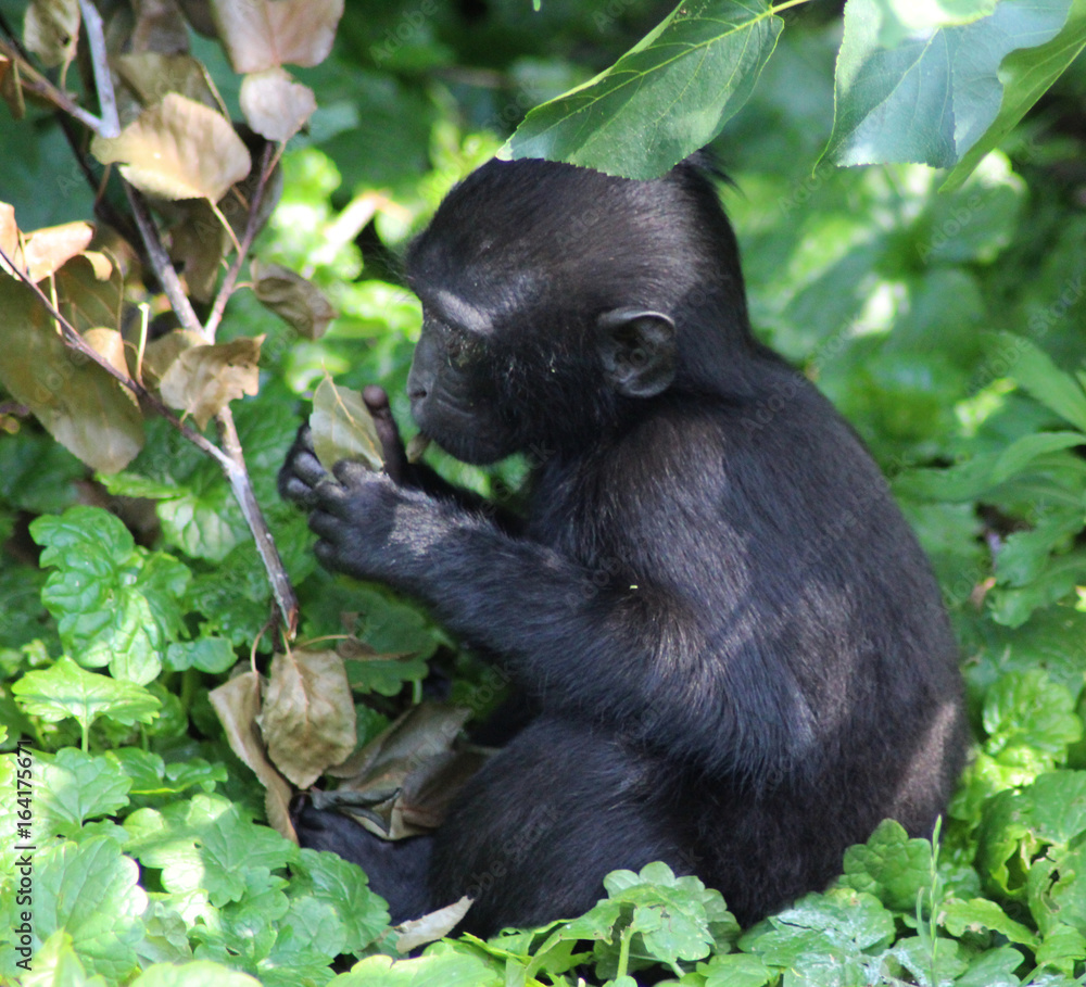 The Celebes crested macaque (Macaca nigra) The Celebes crested macaque (Macaca nigra)