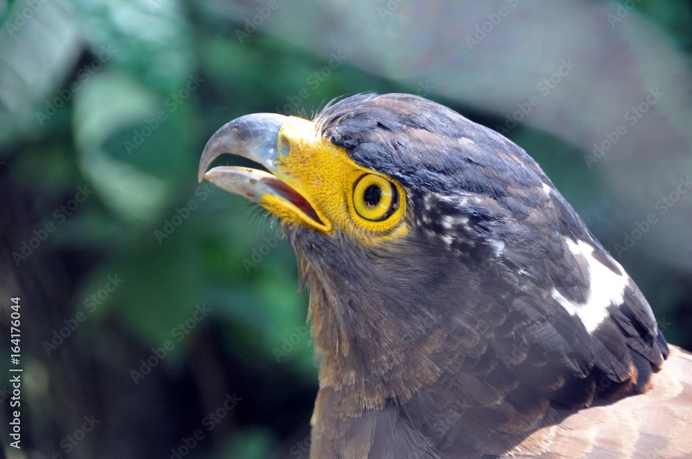 Obraz premium Crested serpent eagle ( Spilornis cheela ) 