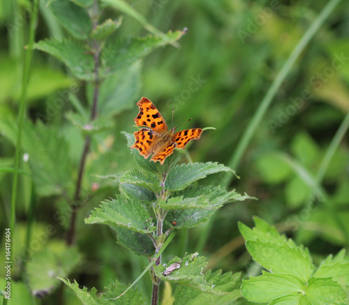 Comma butterfly	 photo