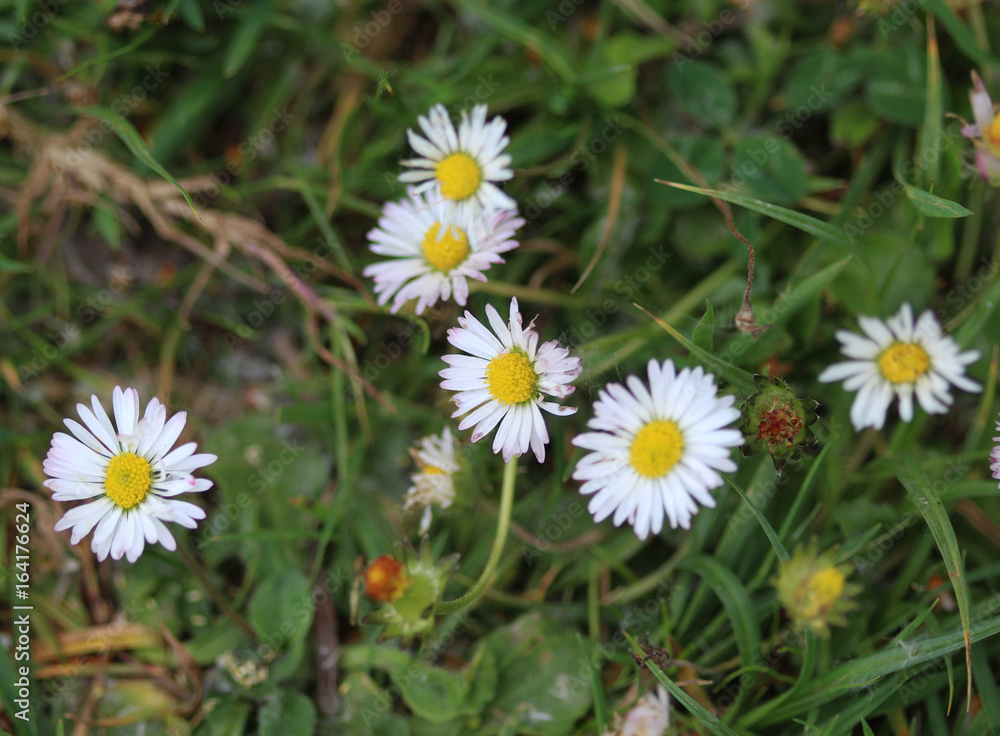 common daisy (Bellis perennis)