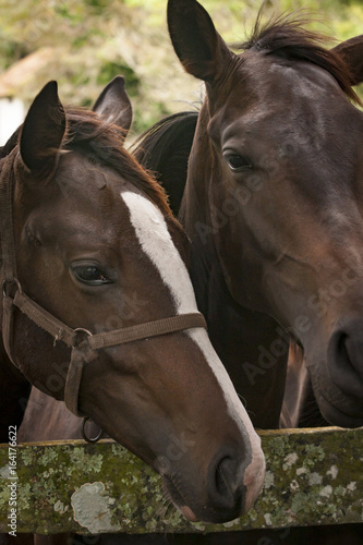 Closeup of Horses in an open grass field © beto_chagas