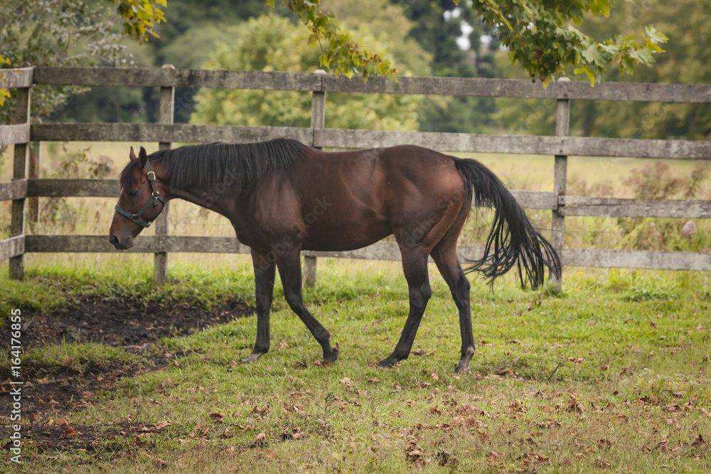 Horses in an open grass field Horses in an open grass field