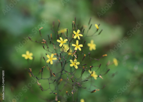 wall lettuce (Mycelis muralis)