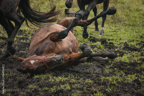 Horse rolling in the mud in an open grass field