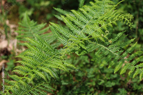 Fotografía Pteridium aquilinum
