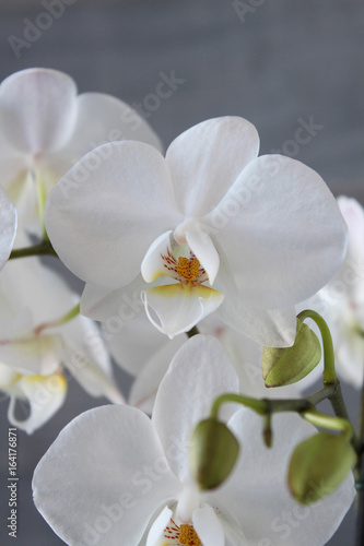 White orchid with concrete background