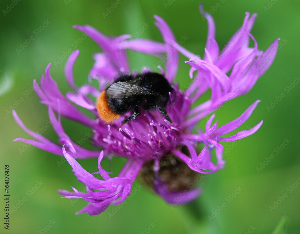 Red-tailed bumblebee (Bombus lapidarius) Red-tailed bumblebee (Bombus lapidarius)