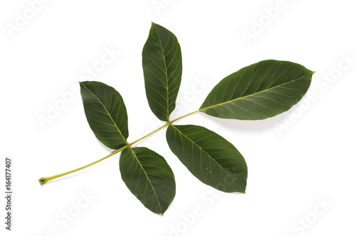 green walnut leaf and nut isolated on white background