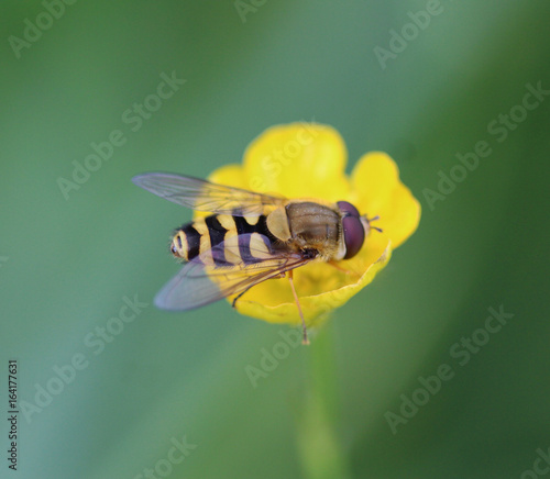 Syrphus ribesii photo