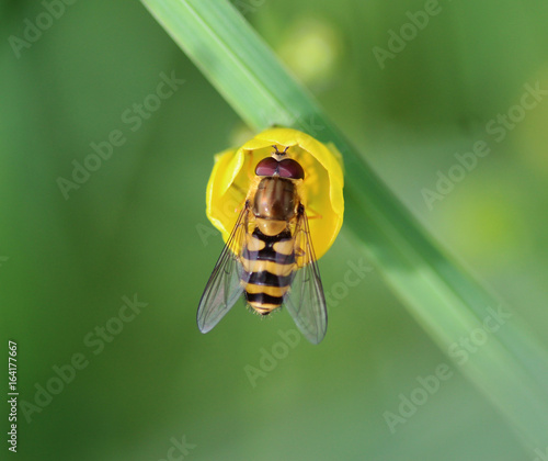 Obraz na plátně marmalade hoverfly (Episyrphus balteatus)
