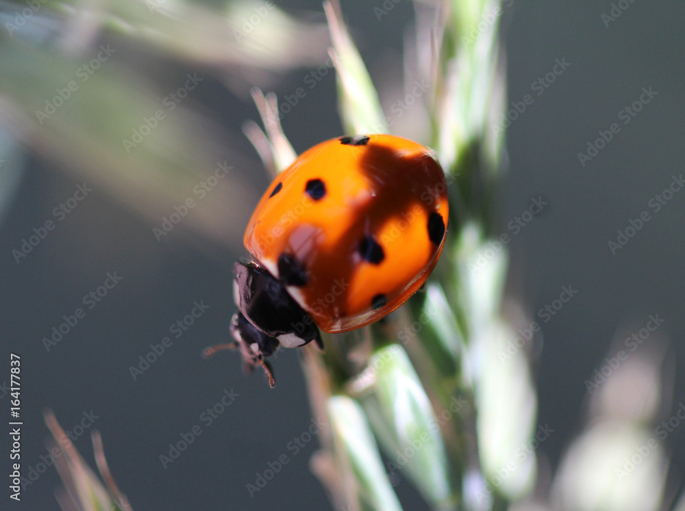 Fototapeta premium Asian ladybeetle (Harmonia axyridis)