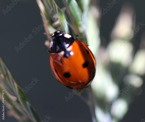  Asian ladybeetle (Harmonia axyridis) photo