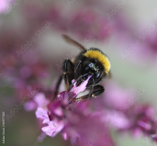 the buff-tailed bumblebee (Bombus terrestris) photo