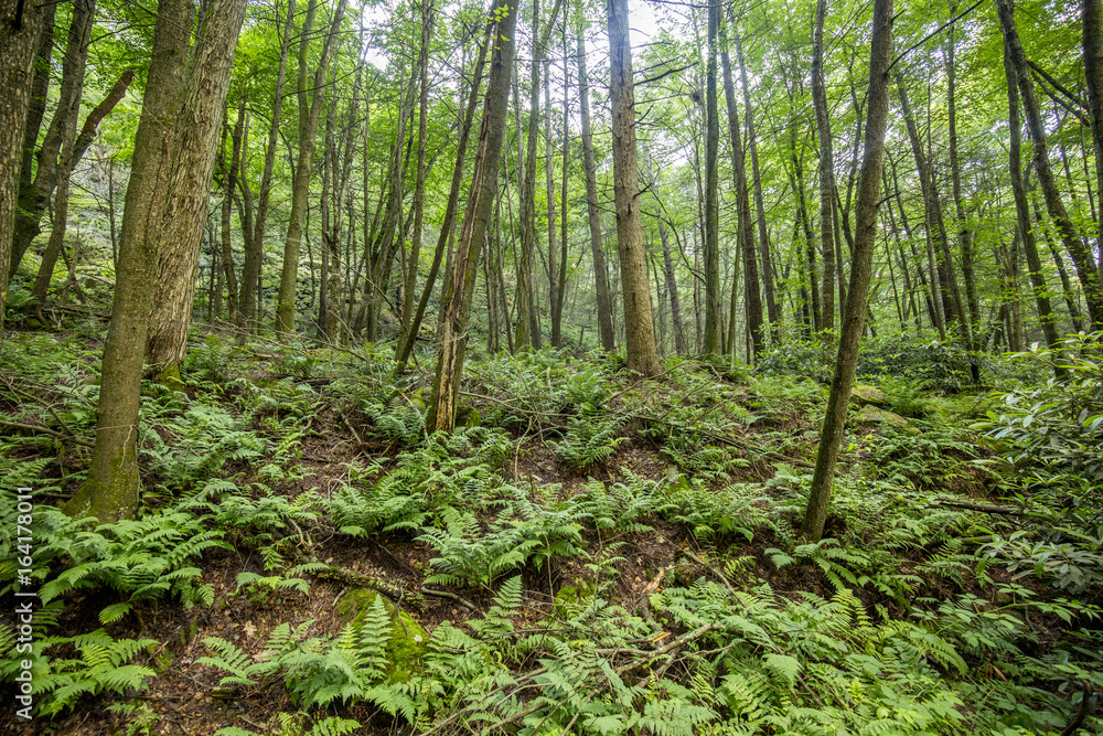 forest trees and ferns