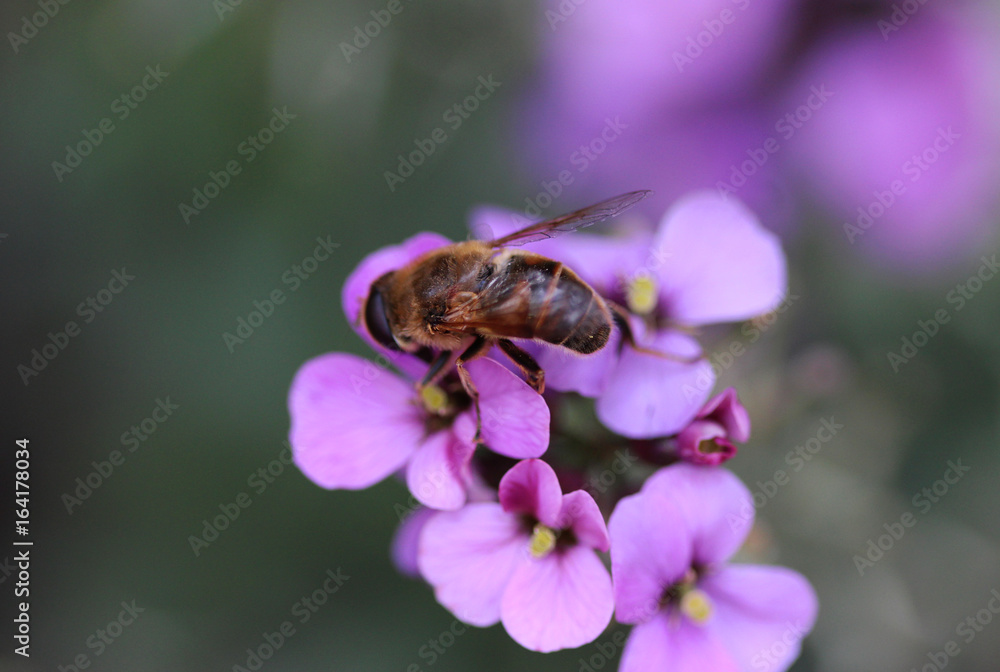 drone fly (Eristalis tenax) drone fly (Eristalis tenax)