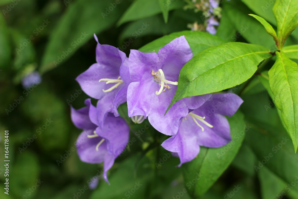 beautiful flowers beautiful flowers