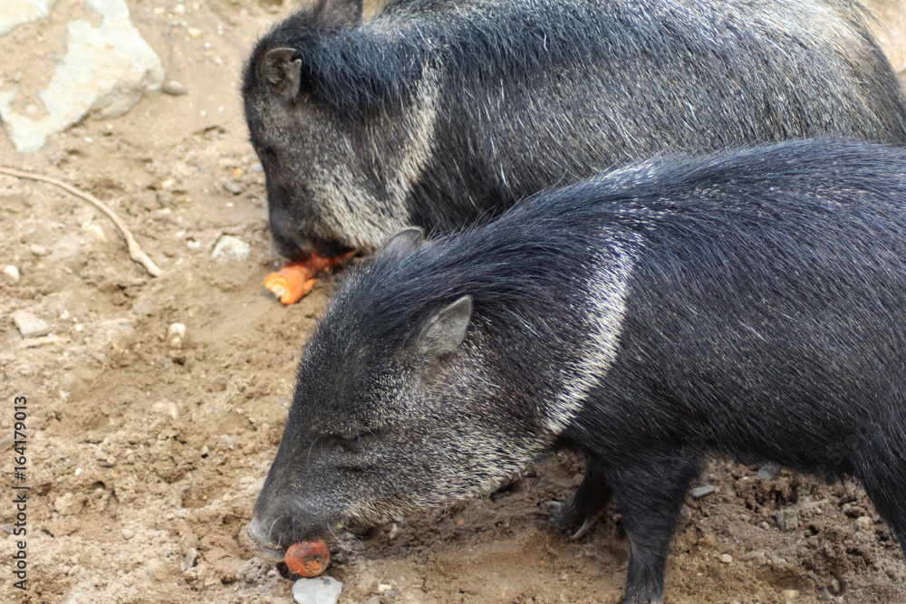 The collared peccary (Pecari tajacu) The collared peccary (Pecari tajacu)