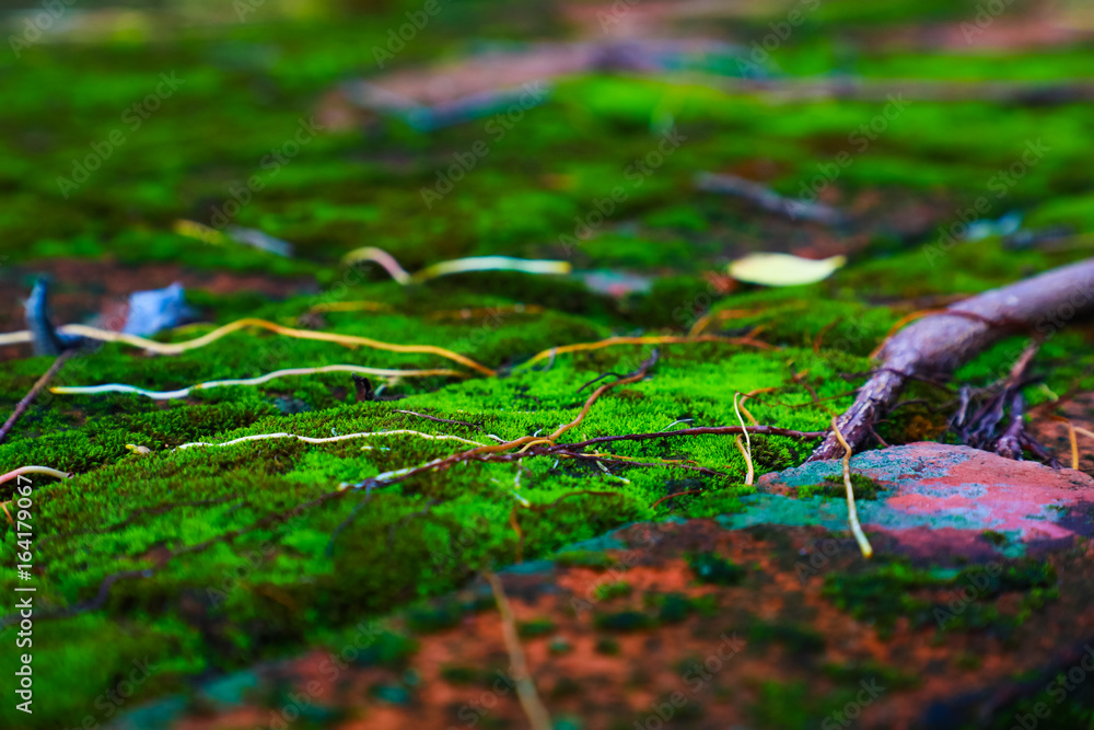 Closeup Background Dry leaf on Mos And roots Closeup Background Dry leaf on Mos And roots